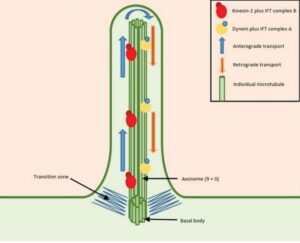 Cilia formation mechanism/ Ciliogenesis