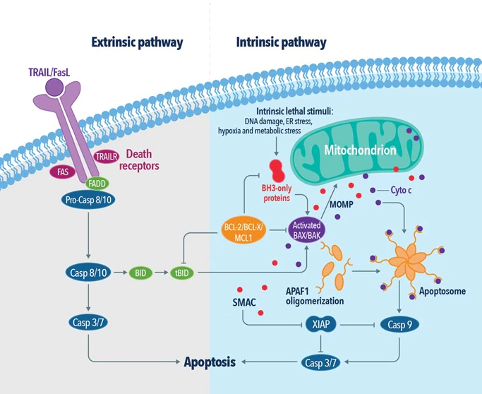 The extrinsic and intrinsic pathways of apoptosis. 