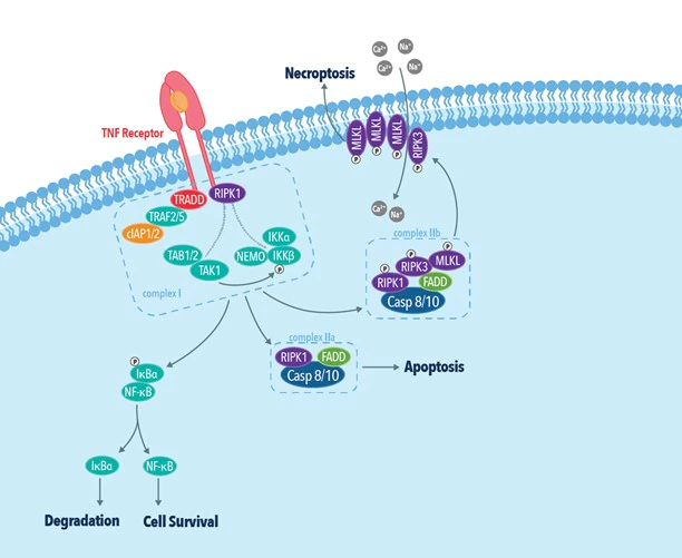 The TNF receptor dependent necroptotic pathway.