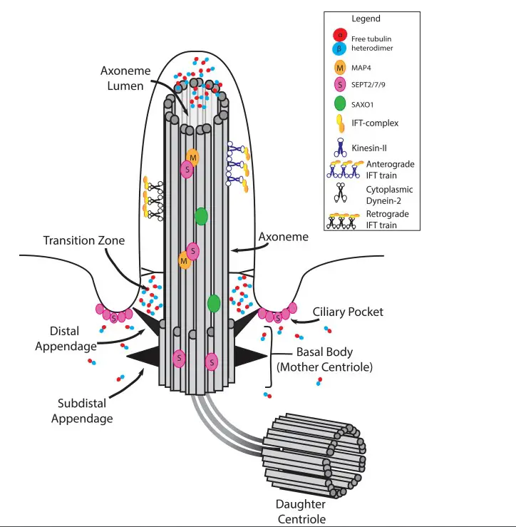 Elements of the microtubule cytoskeleton within the cilium