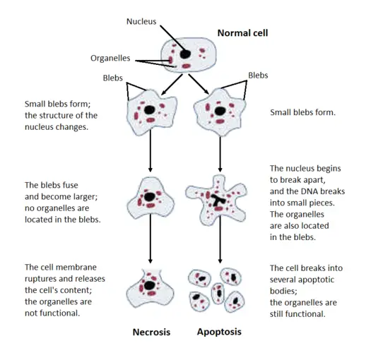 Structural changes of cells undergoing necrosis and apoptosis
