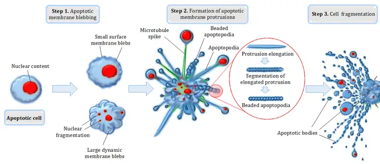 Different steps in apoptotic cell disassembly