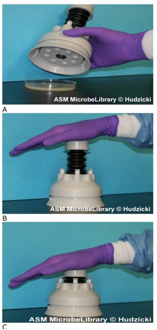 Kirby-Bauer disk diffusion susceptibility test protocol, placement of antibiotic disks using an automated disk dispenser. Step 1, a. through d. An automatic disk dispenser can be used to place multiple disks simultaneously on a MH agar plate. () Set the dispenser over the plate. (B) Place the palm of your hand on the top of the handle. (C) Press down firmly and completely to dispense the disks. The spring loaded handle will return to the original position when pressure is removed.