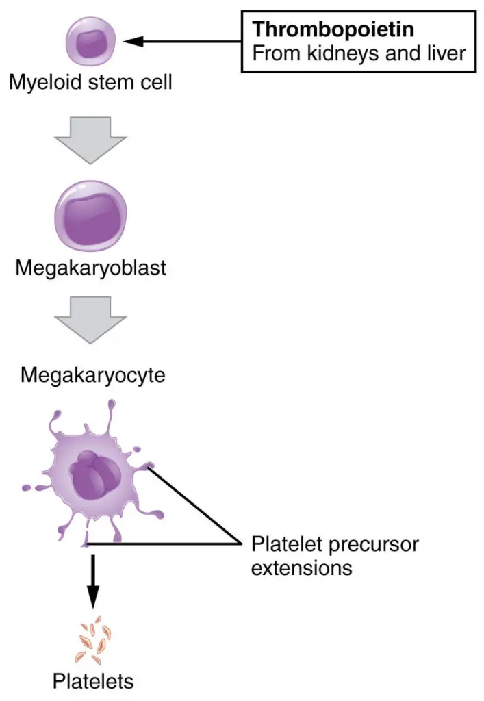 Platelets extruded from megakaryocytes