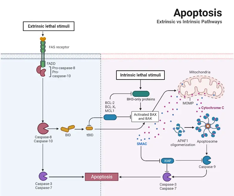 Apoptosis Pathway
