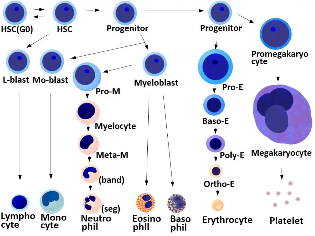 Platelets derive from totipotent marrow stem cells.
