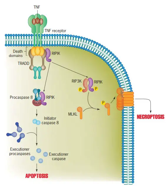 Extrinsic Pathway (death receptor pathway)