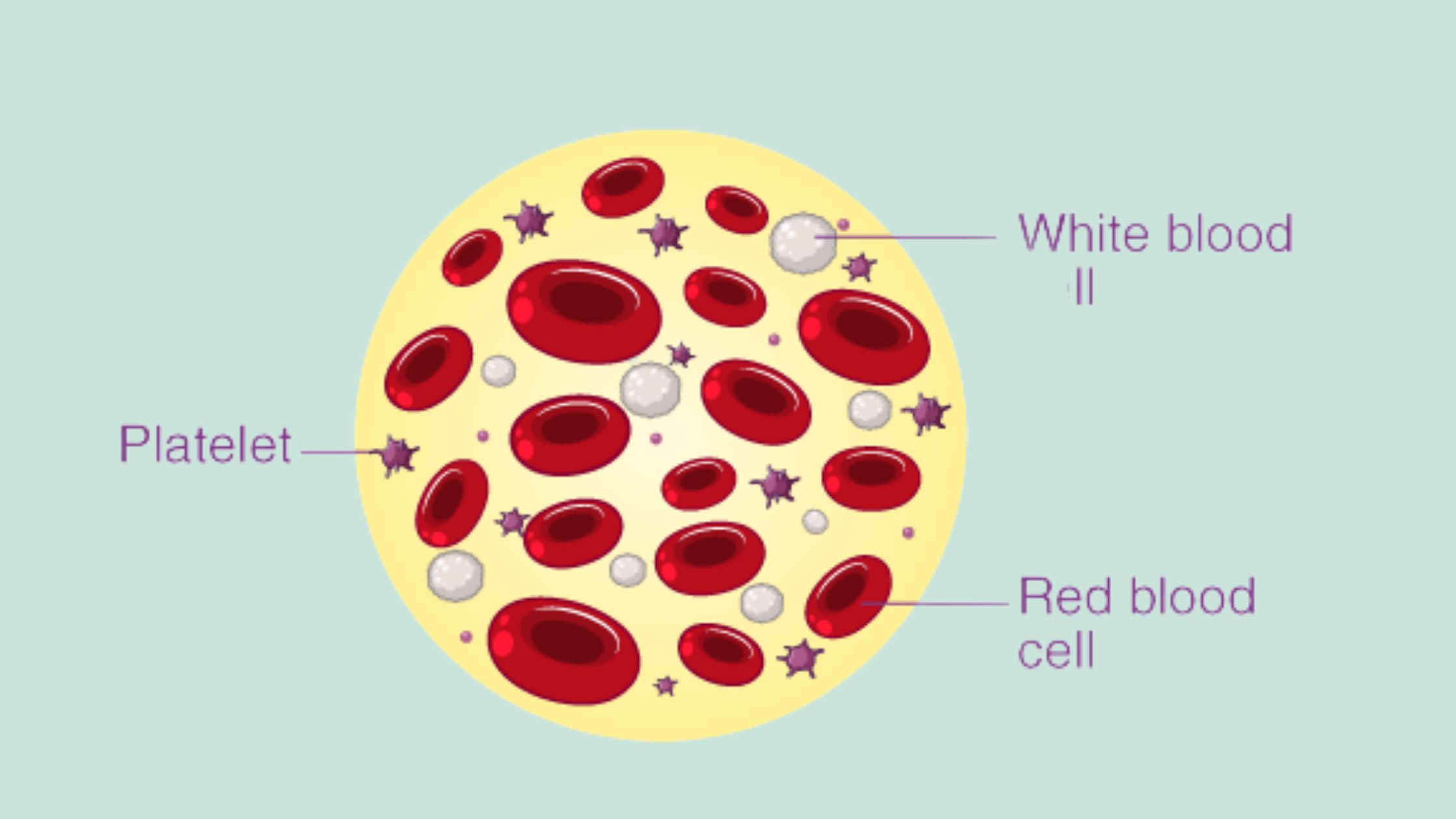 Interesting Facts about Platelets (Thrombocytes)