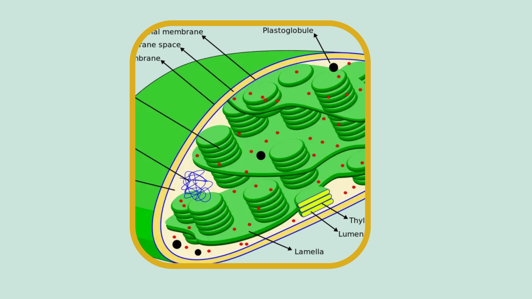 Interesting Facts about chloroplasts