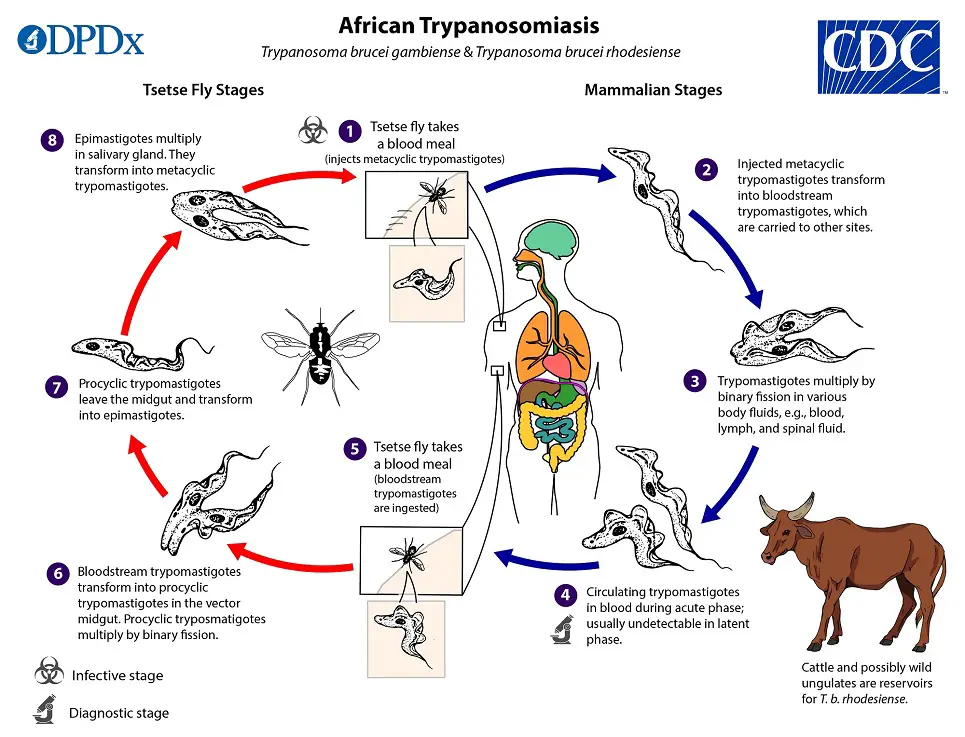 Life cycle of Trypanosoma gambiense