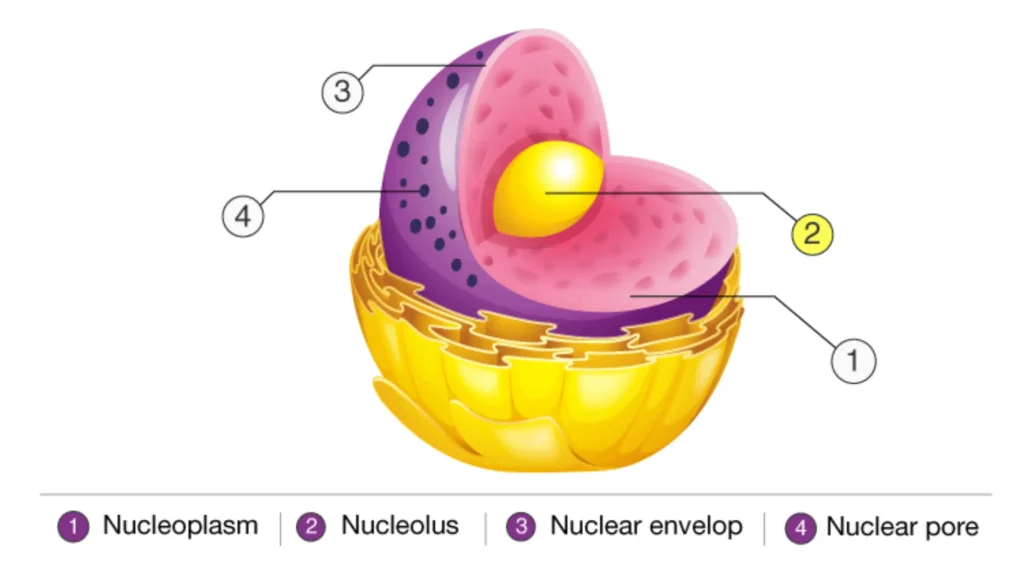 Nucleolus - Definition, Structure, Functions