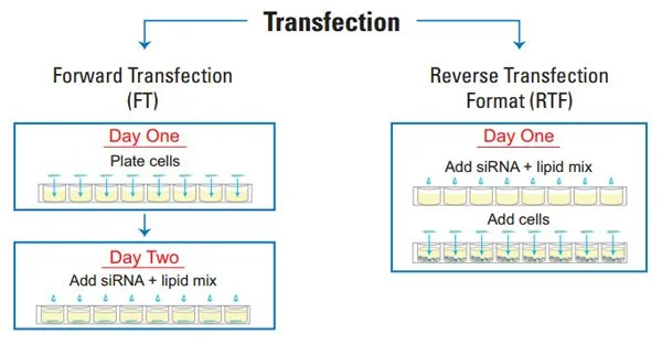 Process of Reverse transfection
