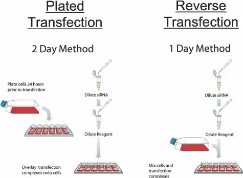Reverse transfection - Definition, Protocol, Applications