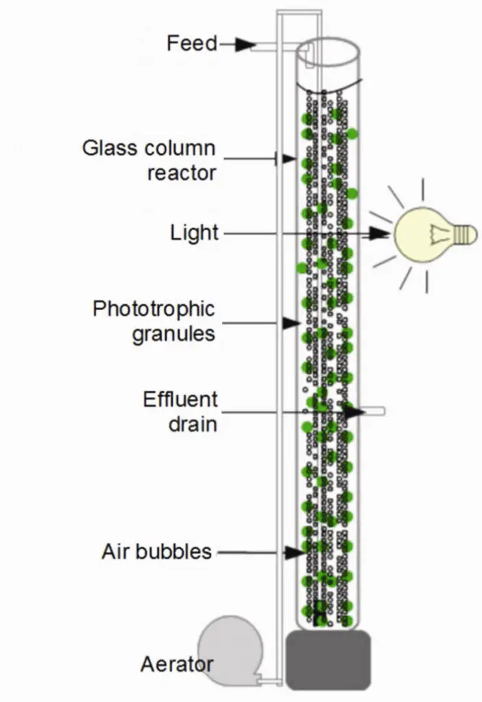 Bubble Column Photobioreactor