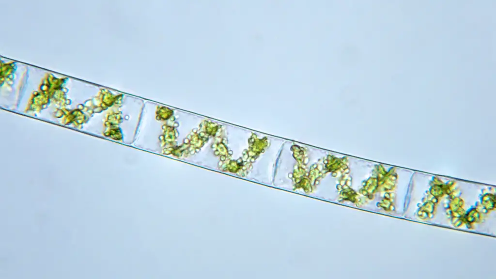 Spirogyra – Definition, Structure, Diagram, Reproduction
