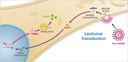 Adenoviral Transduction