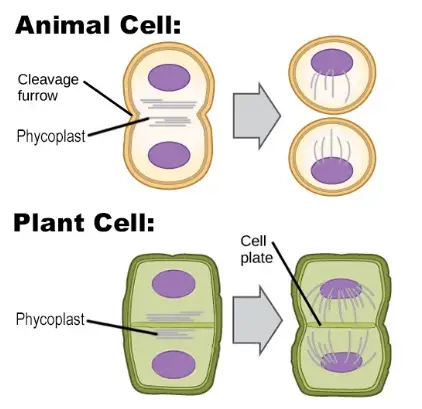 Differences between Plant and Animal Cell Cytokinesis