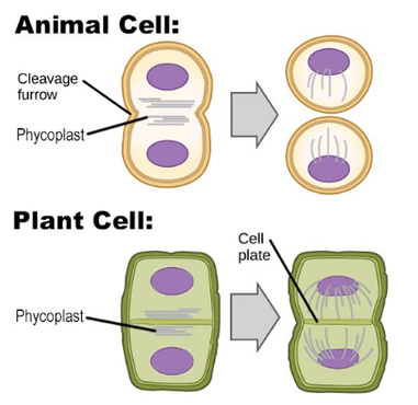 How Is Plant Cell Cytokinesis Different From Animal Cell Cytokinesis?
