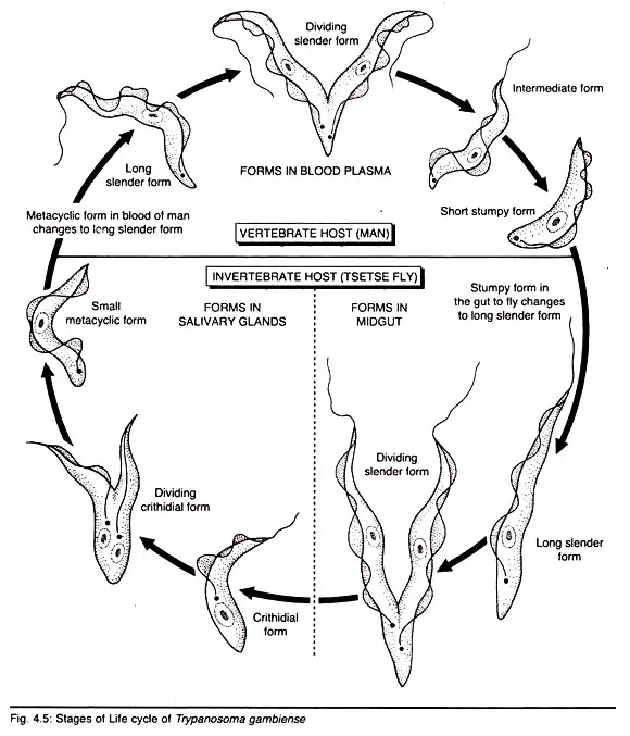 Trypanosoma gambiense Life cycle