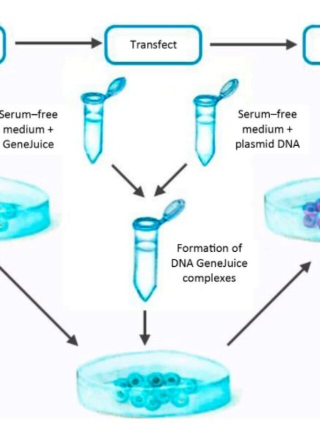 What is Transfection?