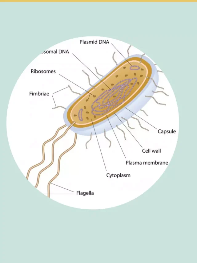 Archaea vs Bacteria vs Eukarya
