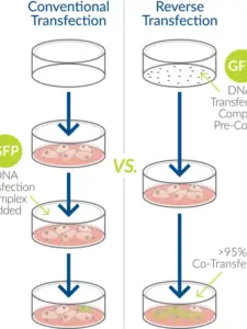 What is Reverse transfection?