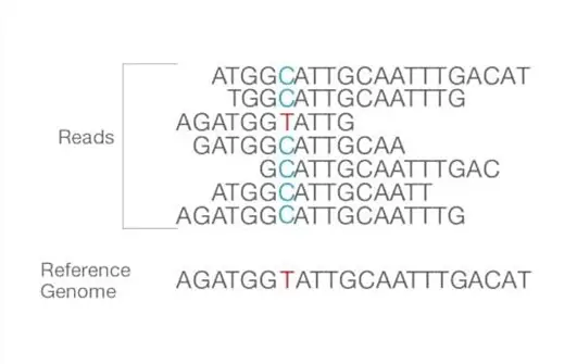 Reads are aligned to the reference sequence. After the alignment, the differences between them can be identified. Source: Illumina sites
