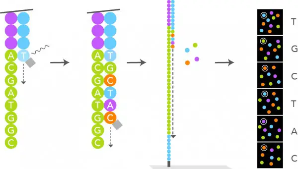 Only one strand of DNA from this cluster is depicted in the illustration, however the sequencing occurs simultaneously in the complete cluster. DNA polymerase, fluorescently tagged dNTPs, and sequencing primers are added as illustrated. DNA polymerase attaches primer to the DNA template, which is then stretched. Once the complementary nucleotide has been added to the end of the primer, fluorescence prevents DNA polymerase from adding additional nucleotides, and the computer records the fluorophore. This fluorescence is then eliminated by washing. DNA polymerase then incorporates the second complementary nucleotide; these cycles are repeated in order to obtain a read from this cluster. DNA Sequencing Unit. Molecular Biology is the source.