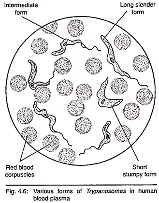 Trypanosoma gambiense Life cycle in human