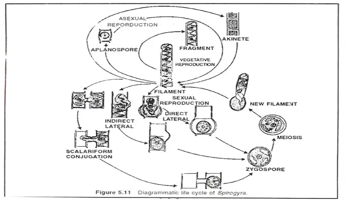 Life Cycle of Spirogyra