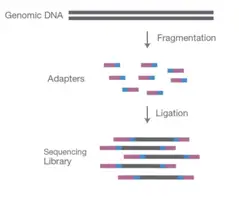 Fragmenting DNA sample and ligating specialised adapters to both fragments ends to make NGS library. 