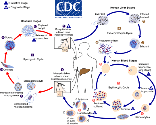Life Cycle of Plasmodium vivax