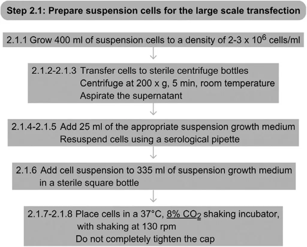 Step 2.1 Prepare The Cells To Be Transfected (30 min)