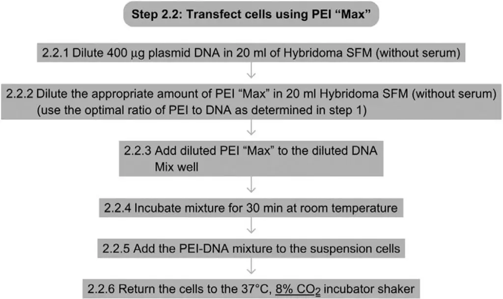 11. Step 2.2 Transfect Cells (45 minutes of effective time, as defined above)