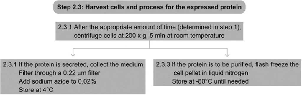 12. Step 2.3 Harvest Cells And Process Protein As Needed (About 1 h)