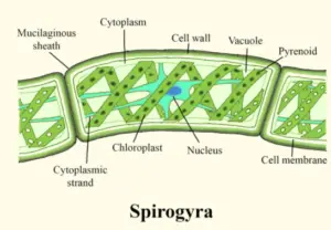 Morphology or Structure of Spirogyra