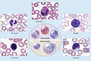 White blood cells (WBC) or Leukocytes