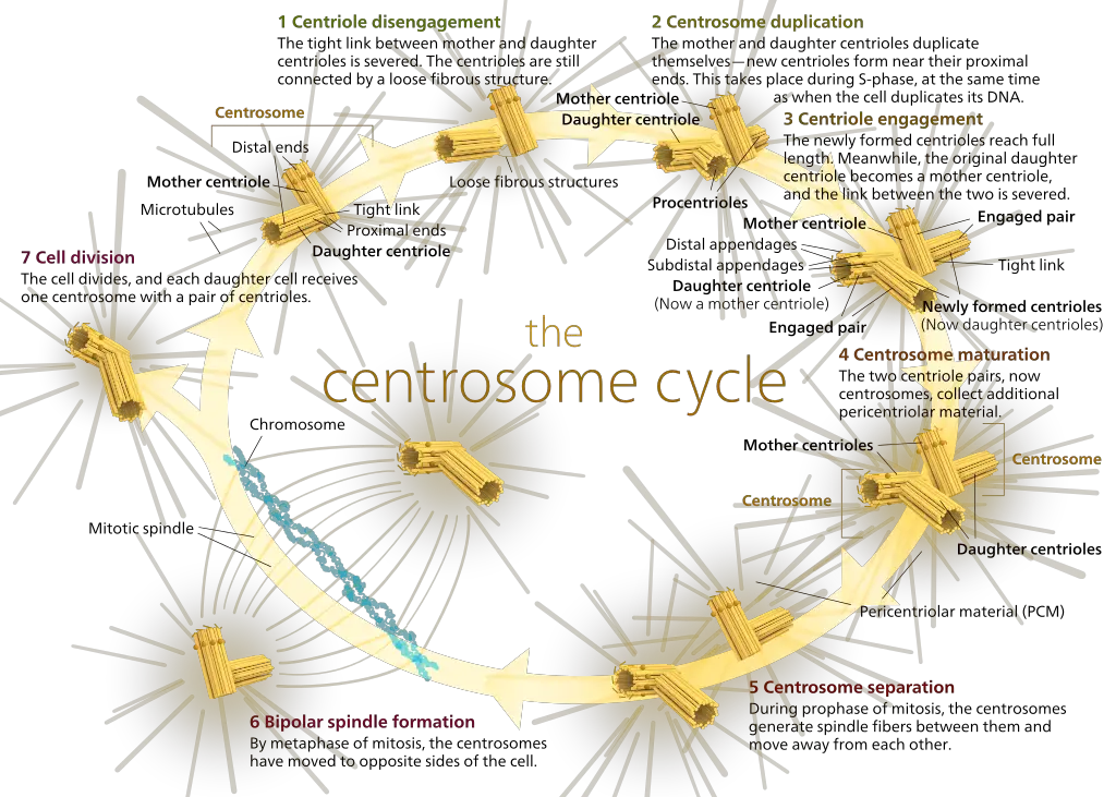 Diagram of the centrosome cycle.