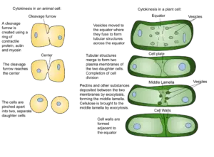 Cytokinesis in plant and animal cells