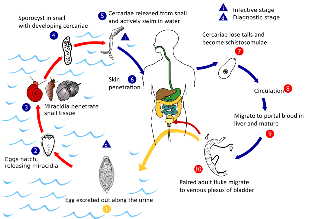 Life cycle of Schistosoma haematobium
