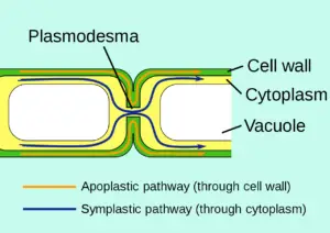 Signaling and Transport Mechanisms of Plasmodesmata
