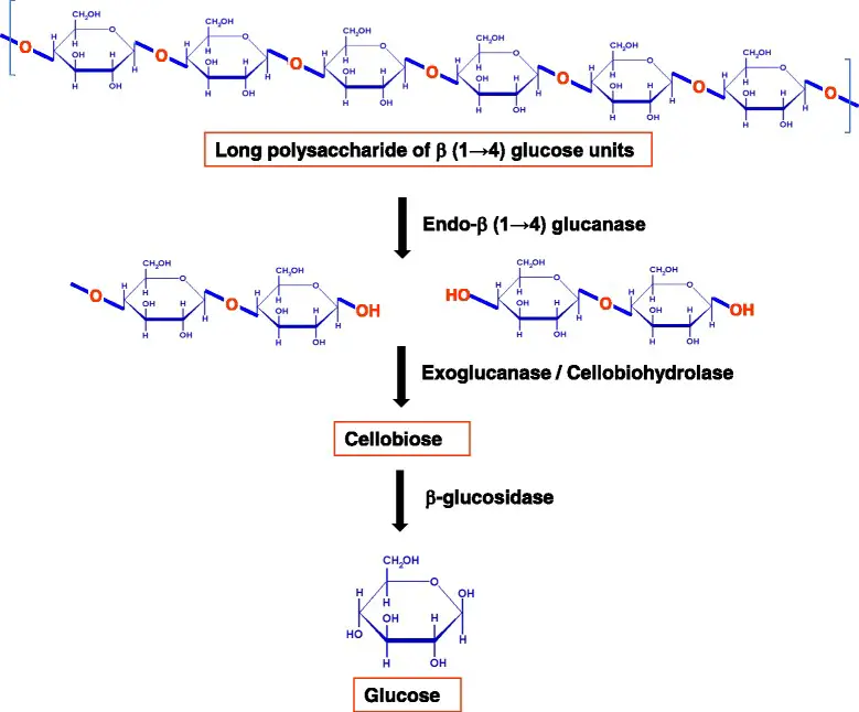 Classes of enzymes involved in cellulose breakdown. 