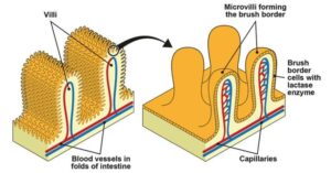 Microvilli - Definition, Structure, Functions and Diagram
