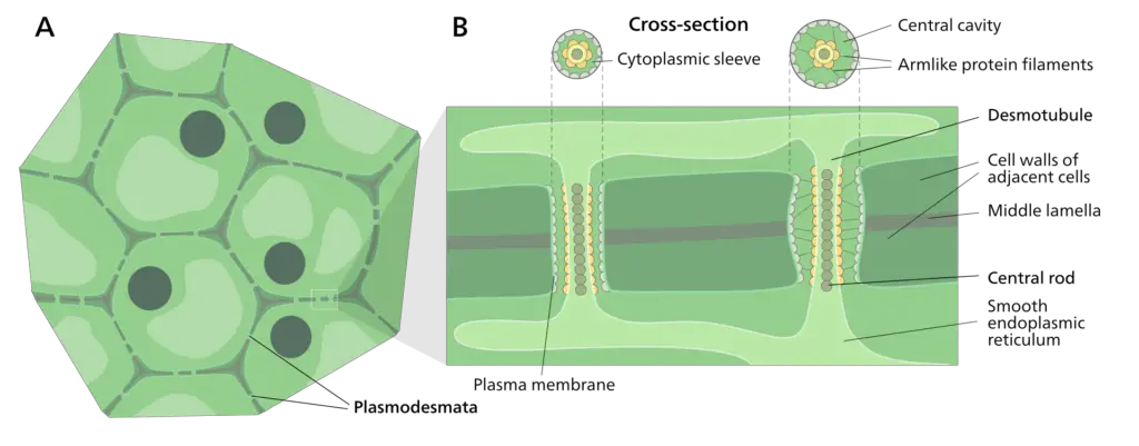 Structure of Plasmodesmata