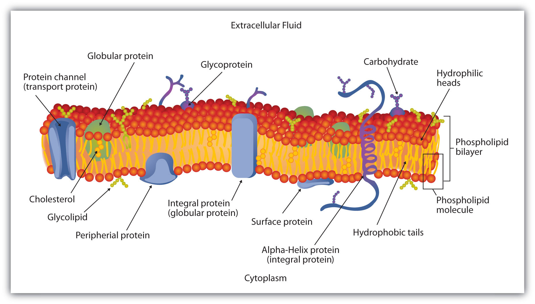 Membrane Lipids - Definition, Structure, Formation, Functions