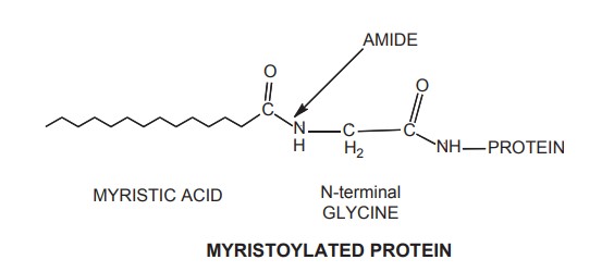 Myristoylated protein. Protein is N-myristoylated through an amide to its N-terminal glycine.