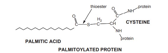 Palmitoylated protein. Protein is S-palmitoylated through a thioester to a cysteine near the protein’s N-terminal.