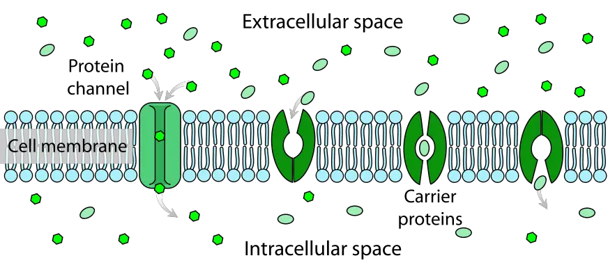 Passive Transport using Membrane Proteins