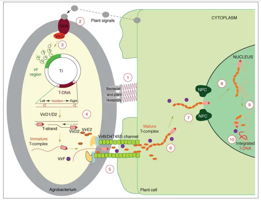 A model for the Agrobacterium-mediated genetic transformation
