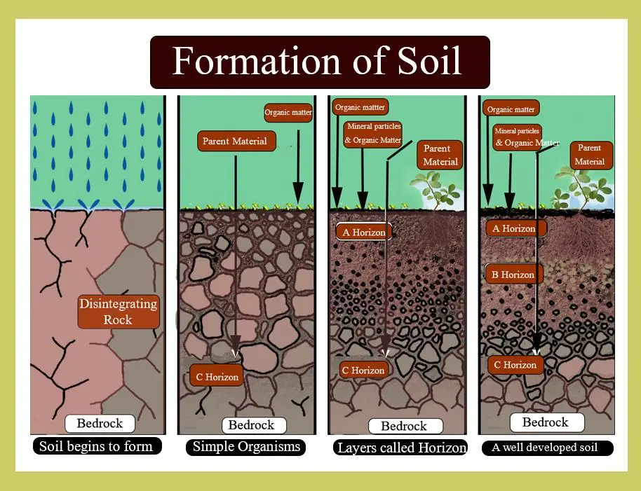 Soil Formation (Pedogenesis)